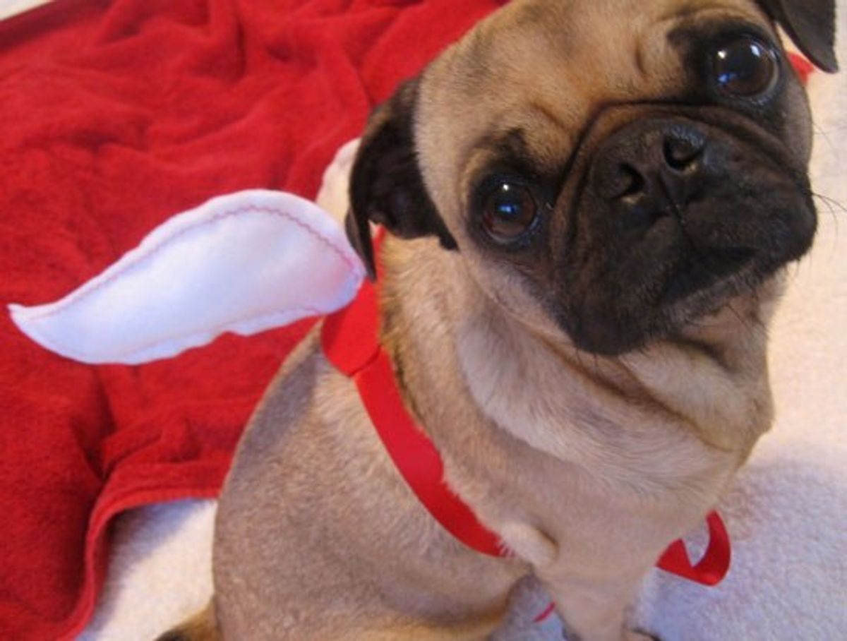 26 Pugs That Are More Romantic Than You