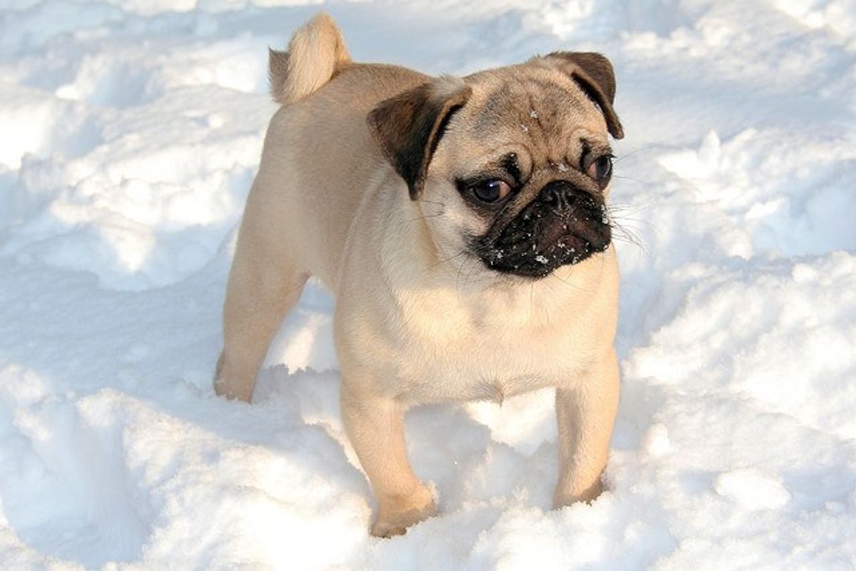 Pugs Do Snow Days