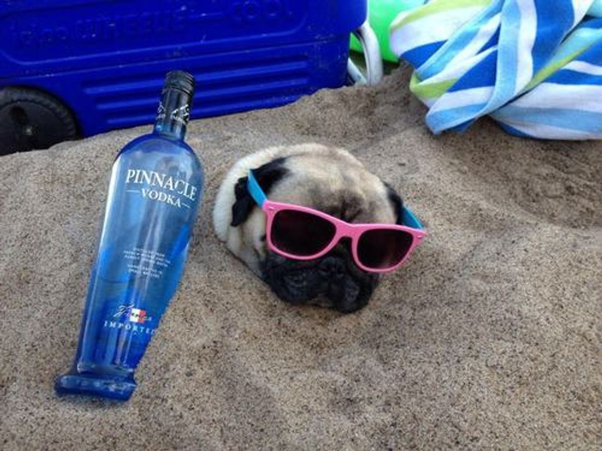 How Pugs Are Spending Spring Break