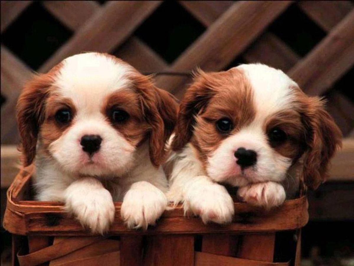 Here Are Some Puppies To Get You Through Finals