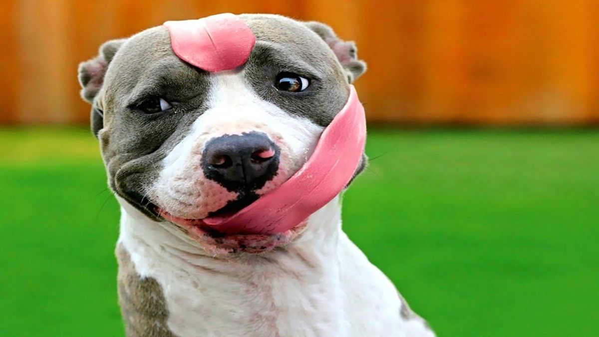 Nine Perks Of Owning A Pit Bull As Told By 'Parks and Recreation'