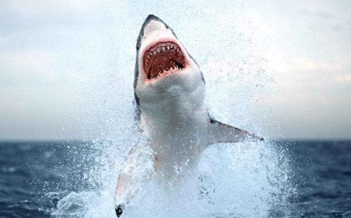 Why You Should Watch "Shark Week" This Year