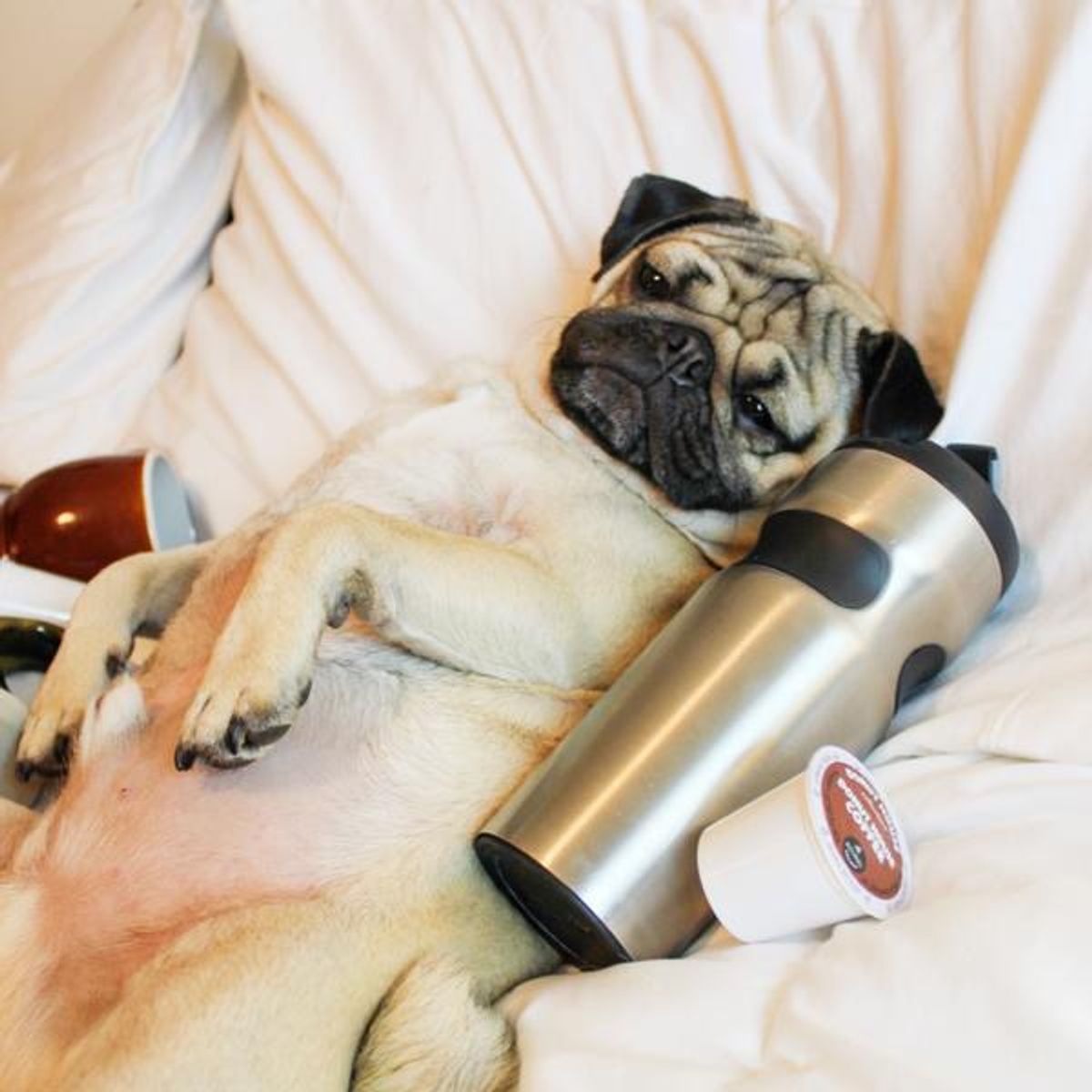 The Work Week Struggle, As Told By Doug The Pug