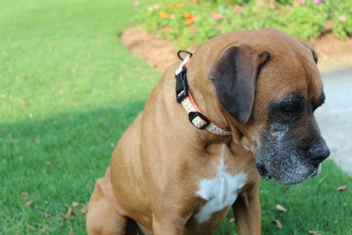 How To Make A DIY Dog Collar In 8 Easy Steps