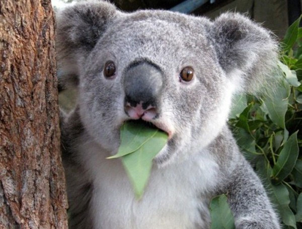 Why Everyone Should Love Koalas