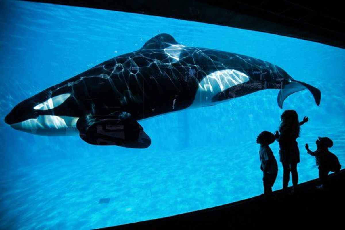 It's Time For SeaWorld To Stop Holding Whales In Captivity