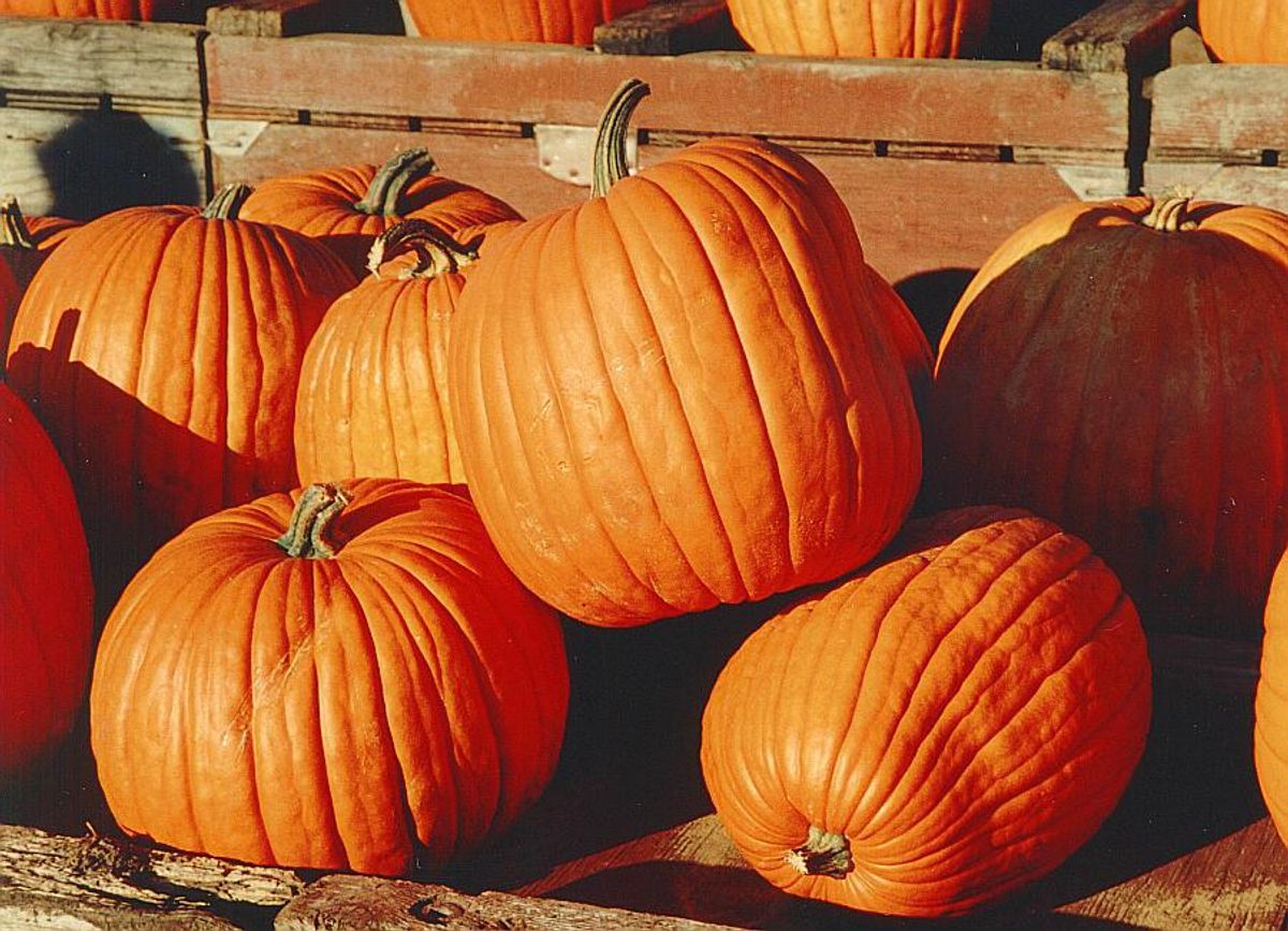 10 Pumpkin Recipes To Go With Your PSL This Fall