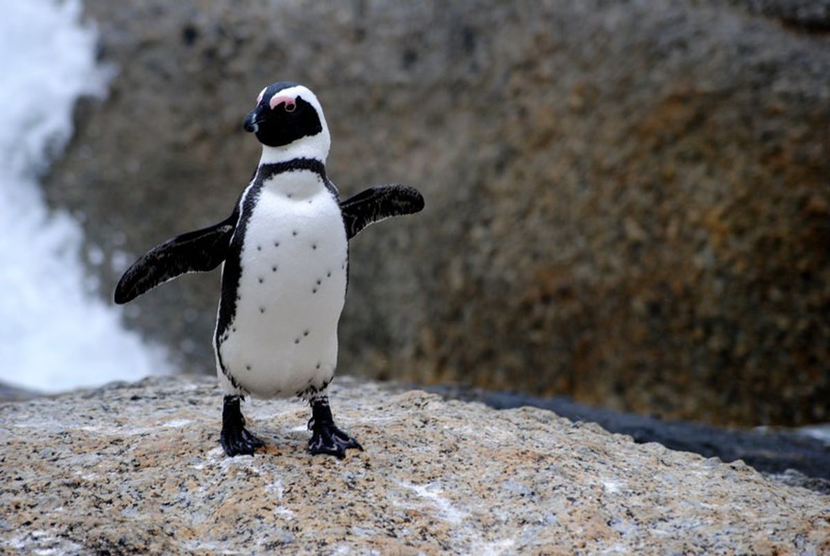 African Penguins Are Under Threat