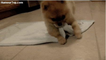 The 10 Cutest Puppy GIFs To Cure Your Dog-Sickness