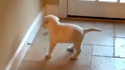 The 10 Cutest Puppy GIFs To Cure Your Dog-Sickness