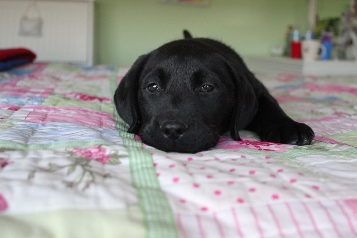 15 Reasons Why Labs Are The Best Dogs