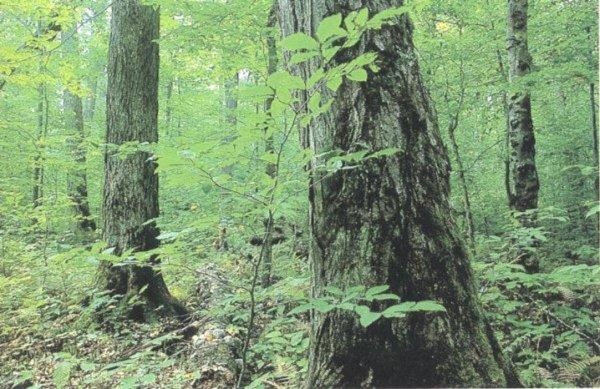 Interactions And Ecosystem Processes In The Eastern Deciduous Forest