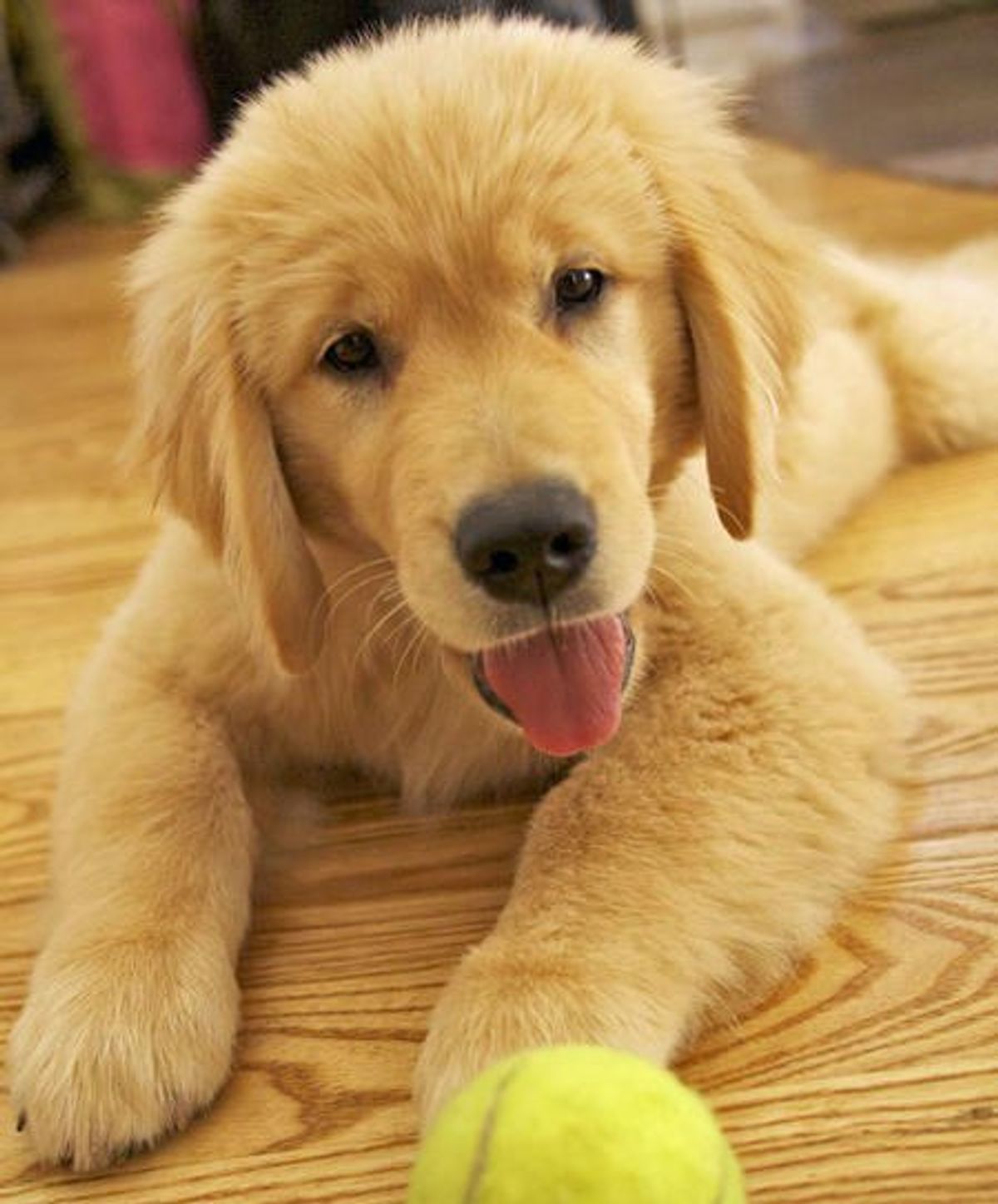 5 Golden Retrievers That Would Make Better Presidents Than Donald Trump