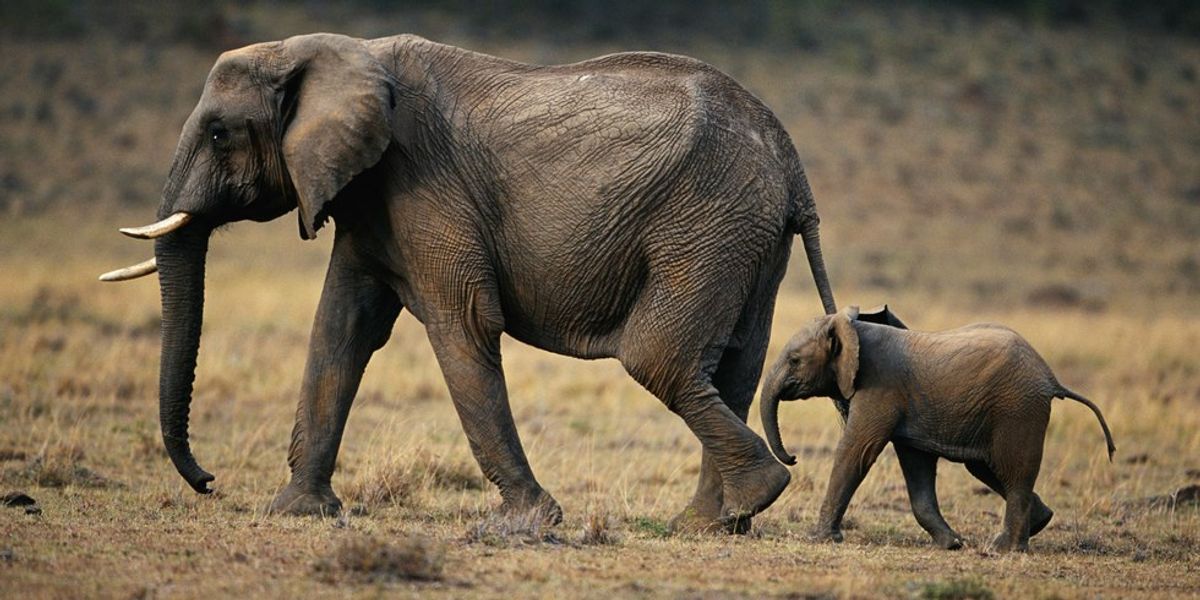 Elephant Genes Could Hold The Cure To Cancer