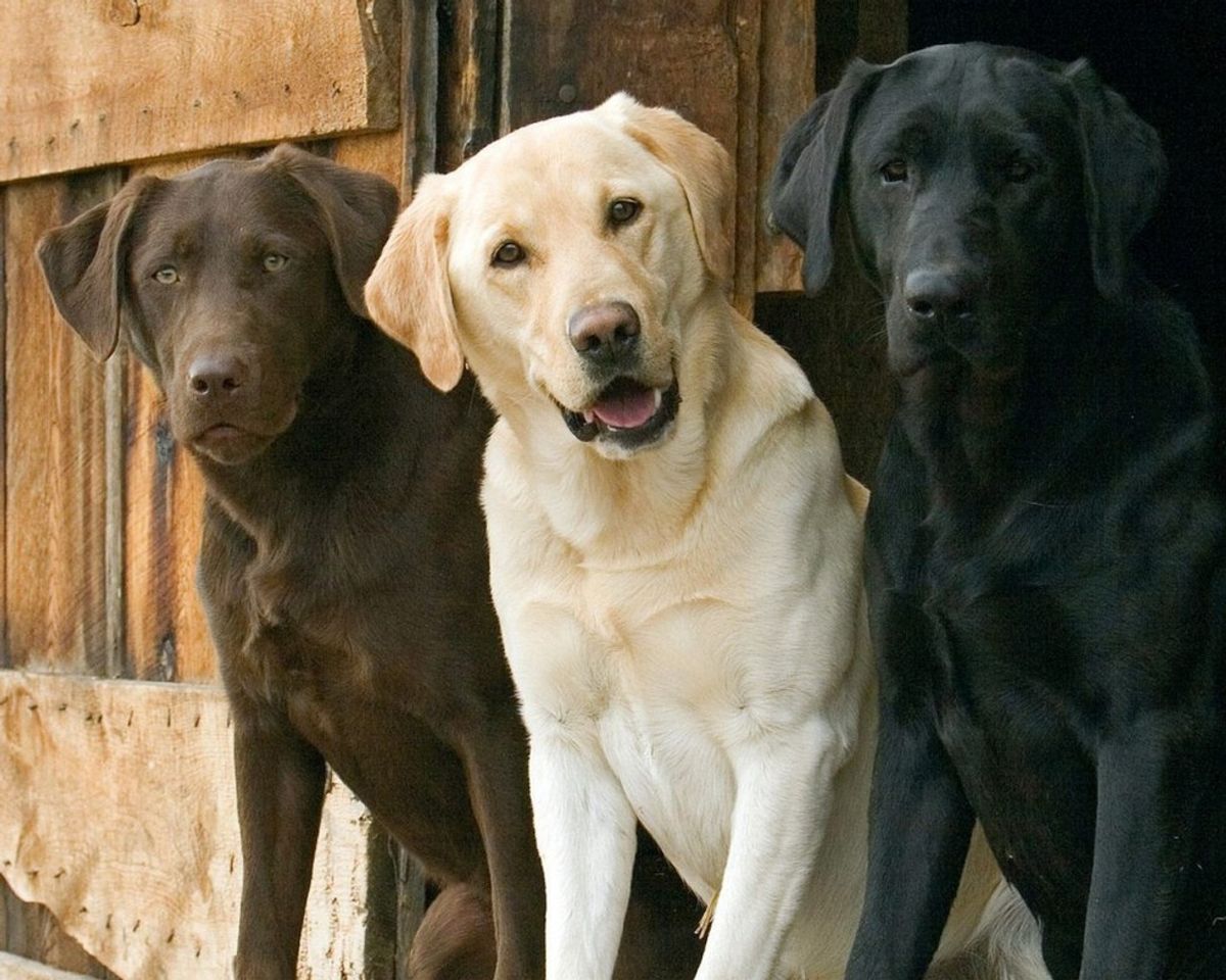 10 Reasons Why Labrador Retrievers Make Great Friends