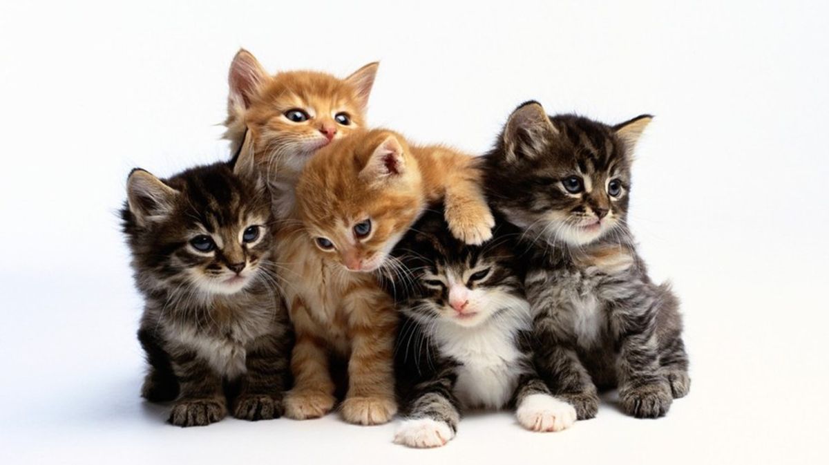 9 Reasons To Own A Cat In College