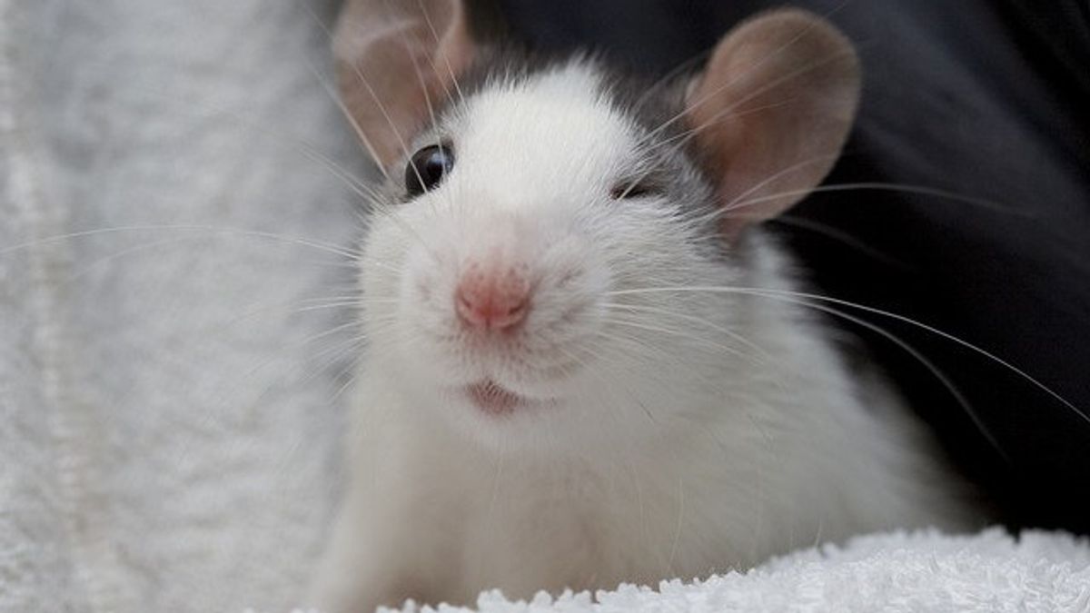 Why Rats Make Better Pets Than Dogs