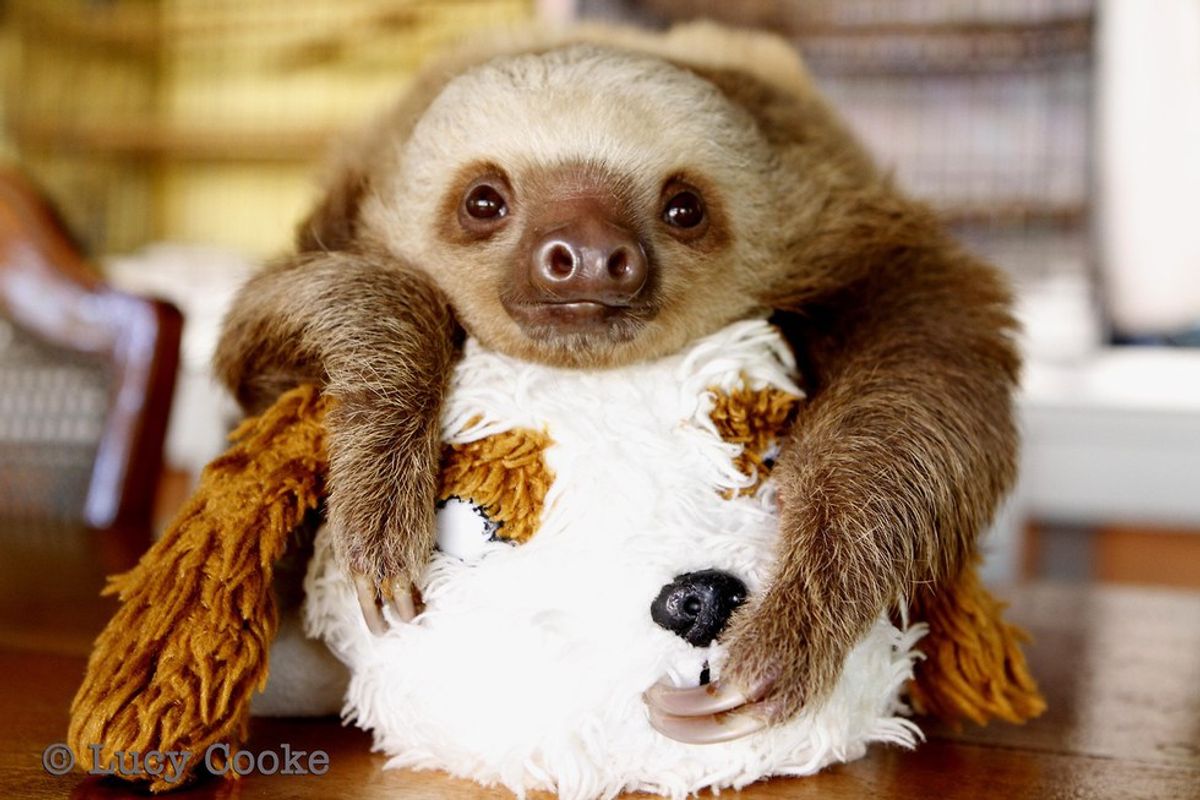 13 Sloths That Are Actually You During Thanksgiving Break