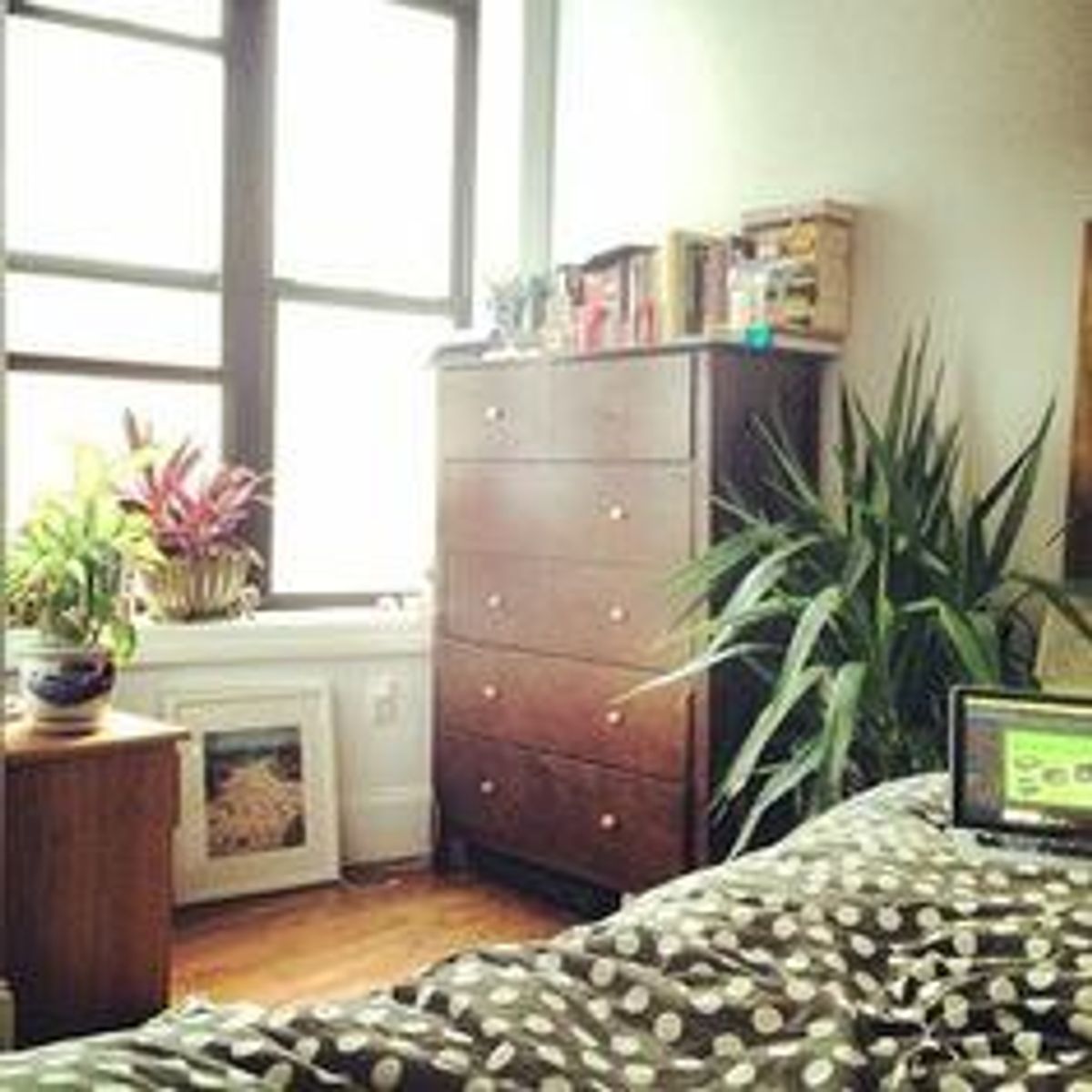 7 Plants That Will Survive In Your Dorm Room