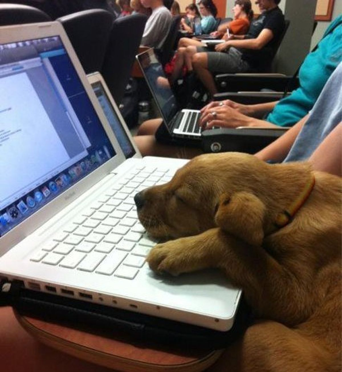 A Day in College Portrayed by Animals