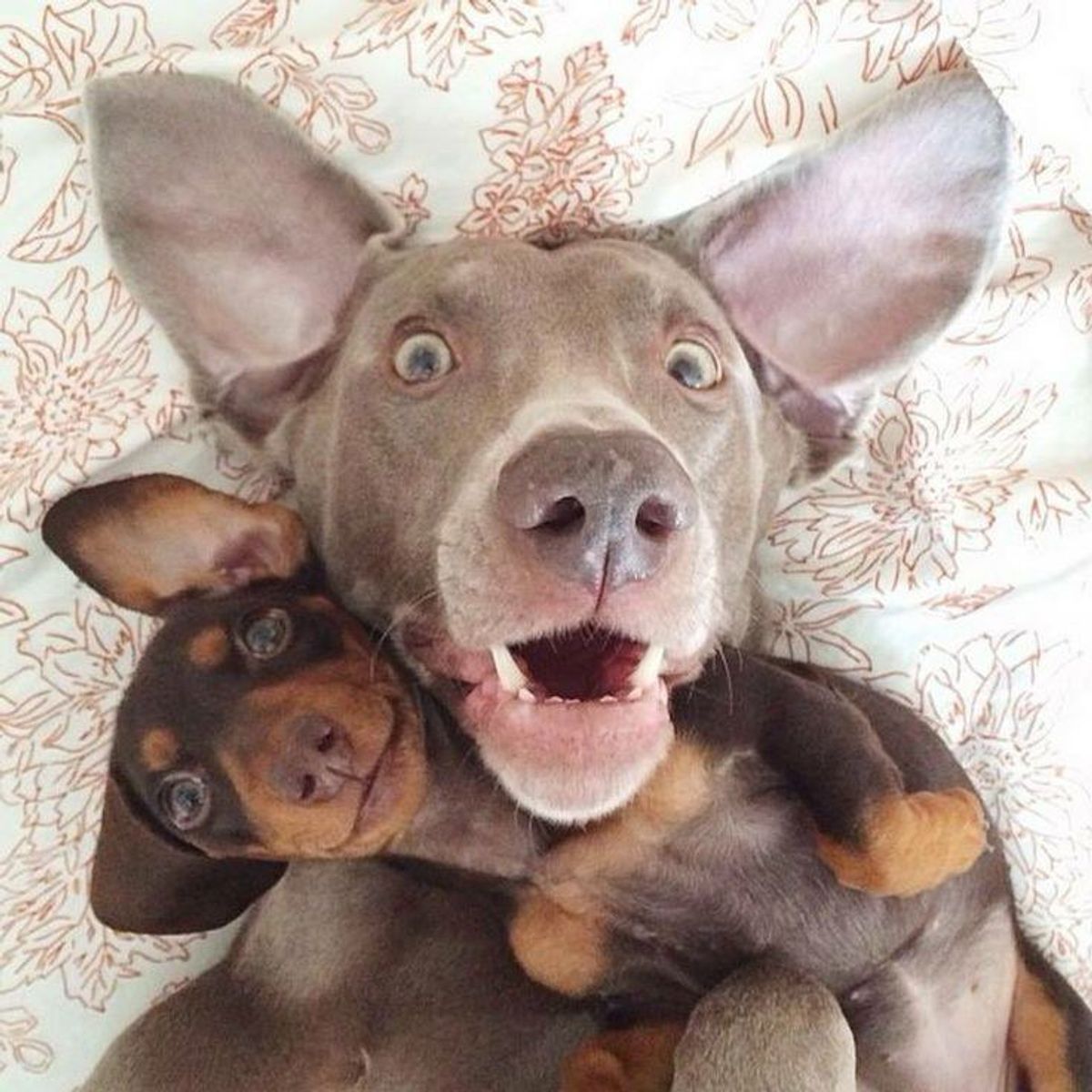 10 Of The Cutest Pets On Instagram