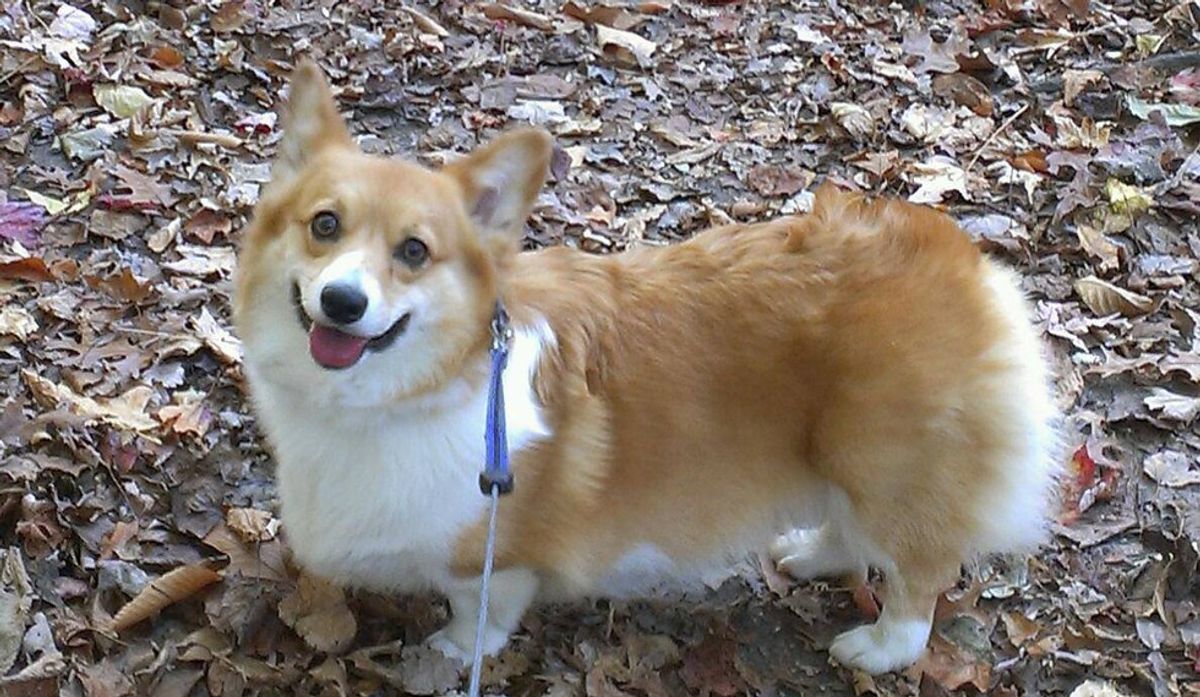 4 Reasons Why Corgis Make The Perfect Best Friend