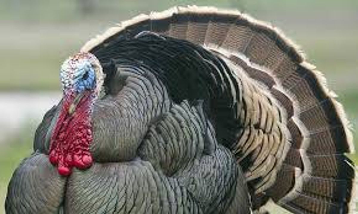 Thanksgiving Advice From An Existential Nihilist Turkey
