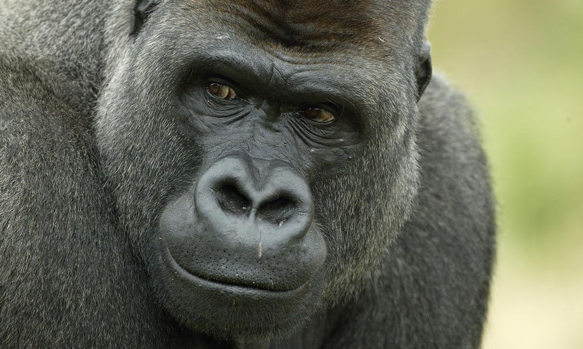 Saving The Western Lowland Gorilla From Extinction