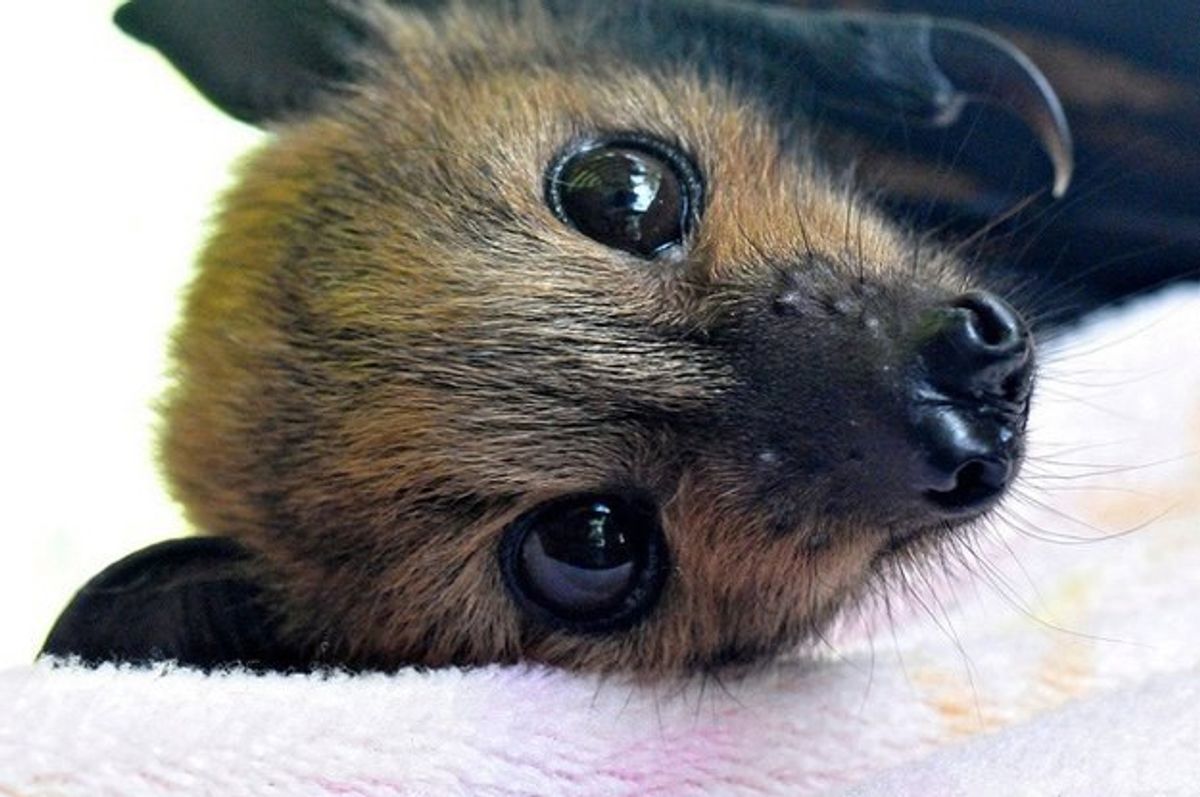 5 GIFs Of Baby Bats To Get You Through Life