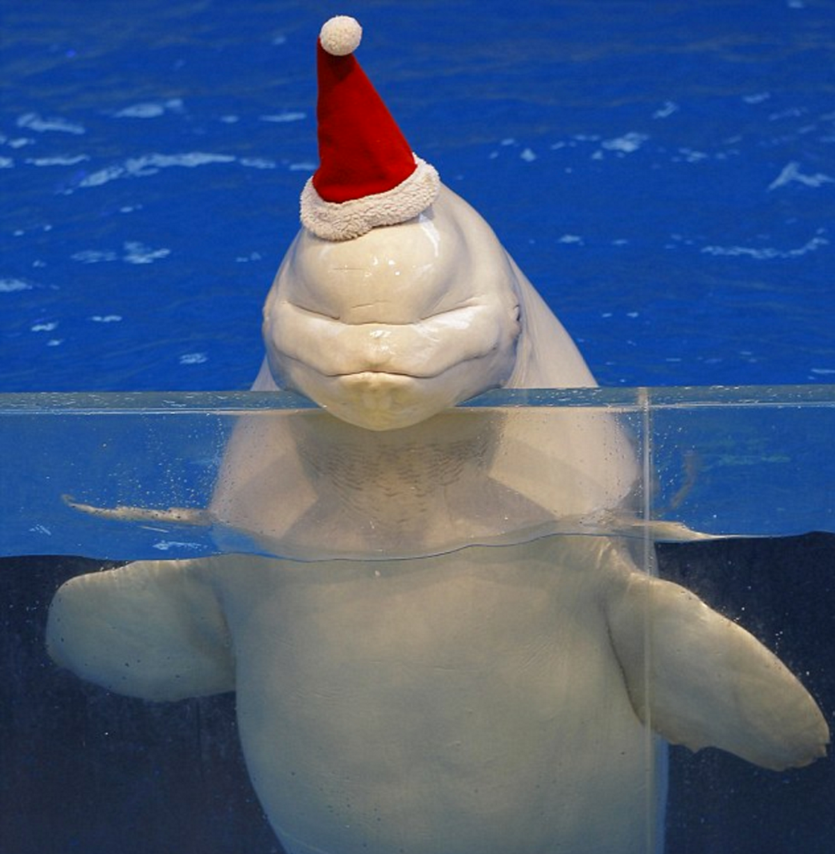 Avoid Becoming A Christmas Beluga