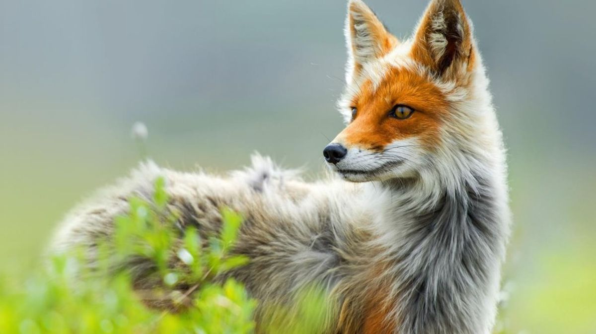 10 Reasons Why Foxes Are The Cutest Creatures On Earth