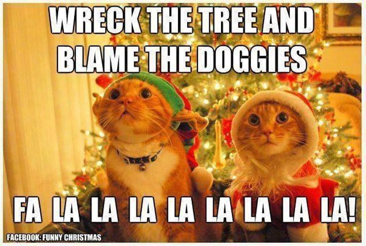 Cats Are Jerks During The Holidays