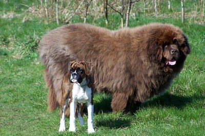 Very large fluffy store dog