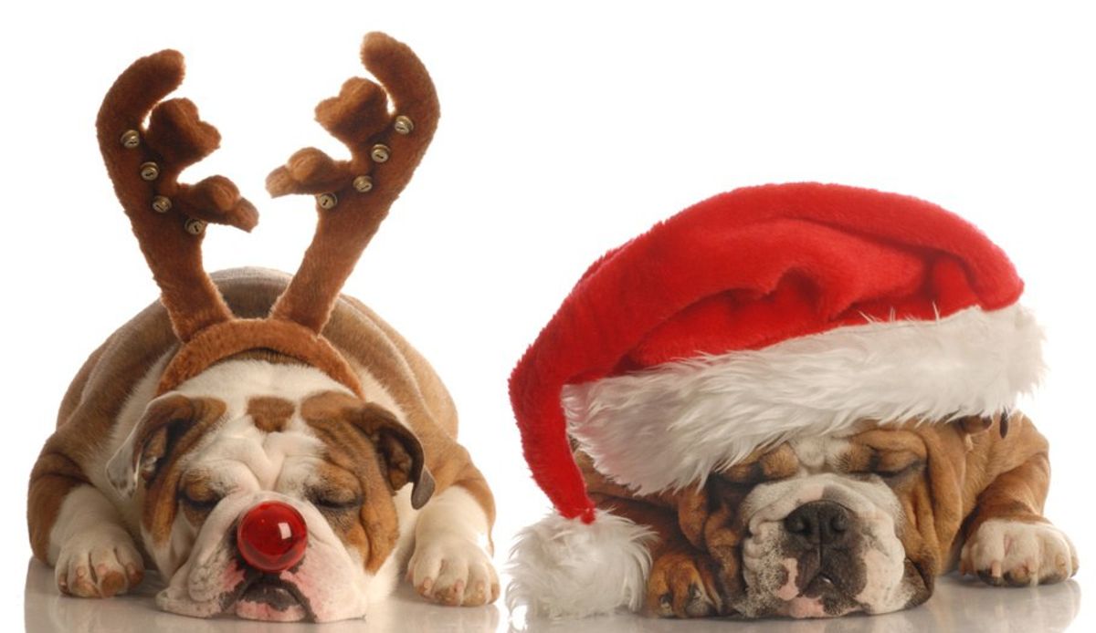 20 Pictures Of Puppies That Are Necessary This Christmas