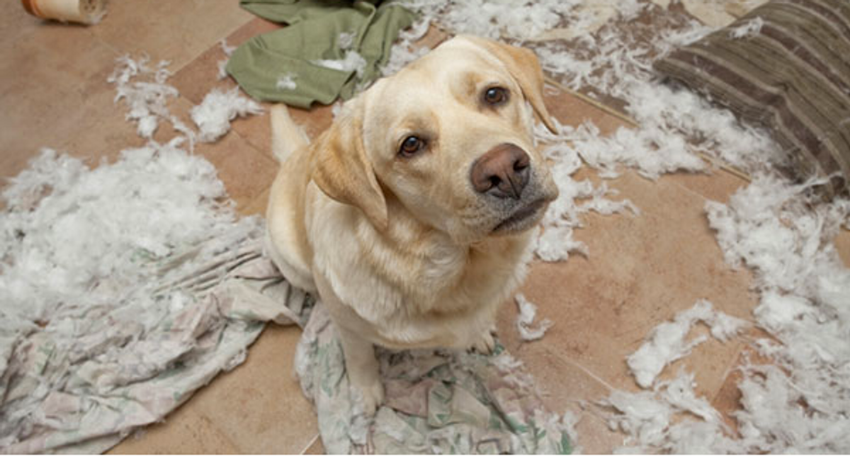 10 Struggles Every Dog Owner Knows