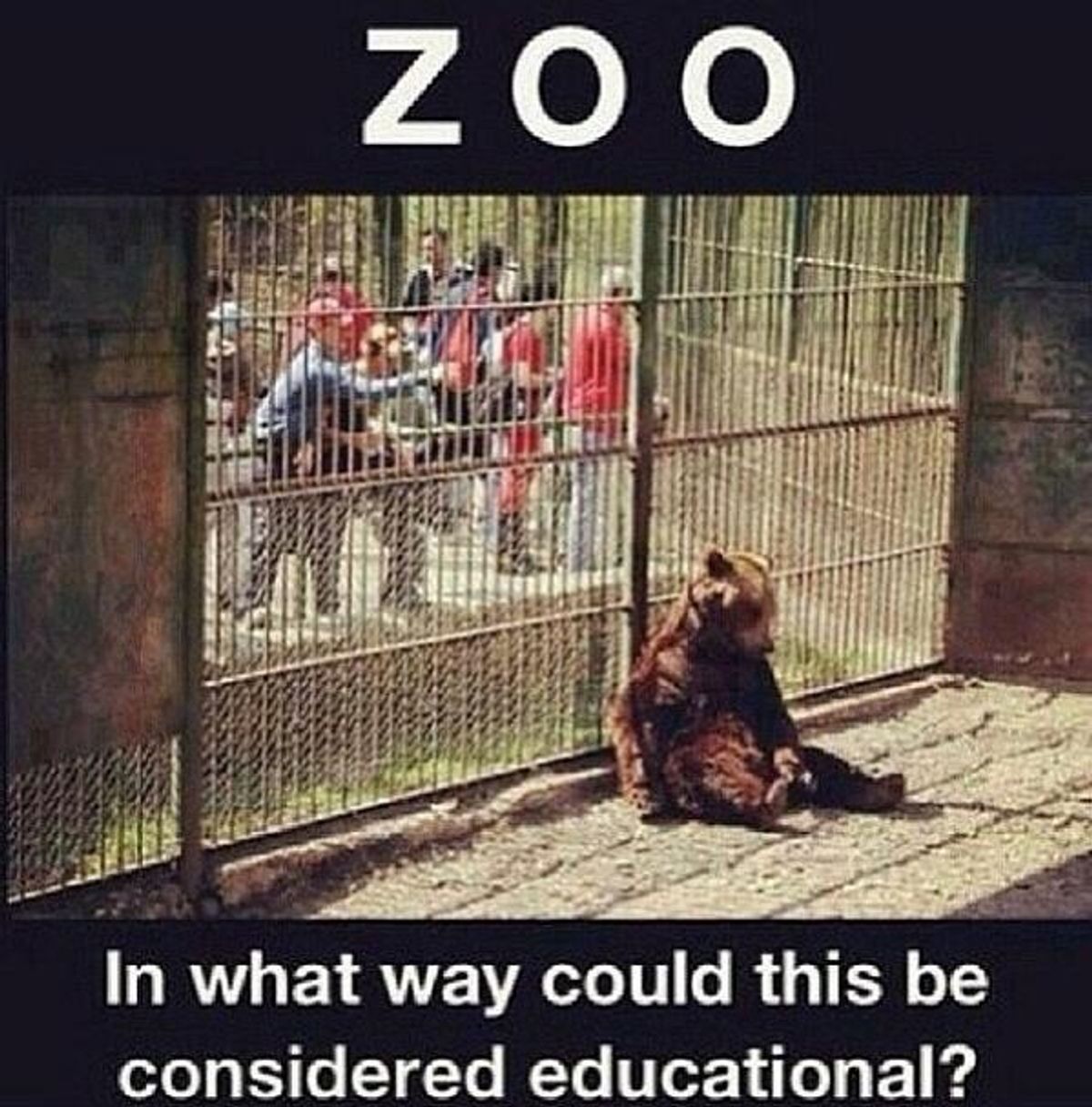 Zoos: Prisons For The Innocent