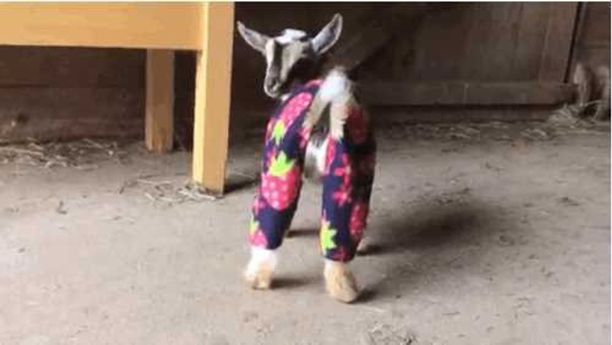 Need Happiness? Get A Goat!