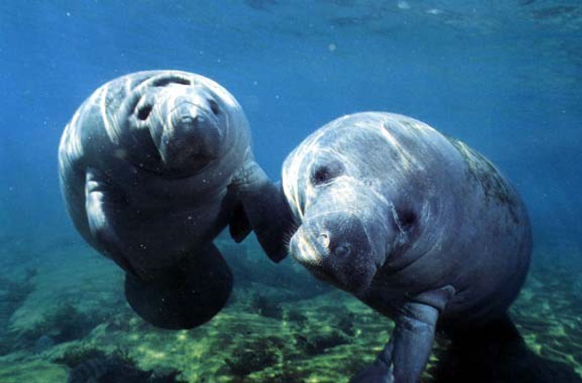 Are The Manatees Really Safe?