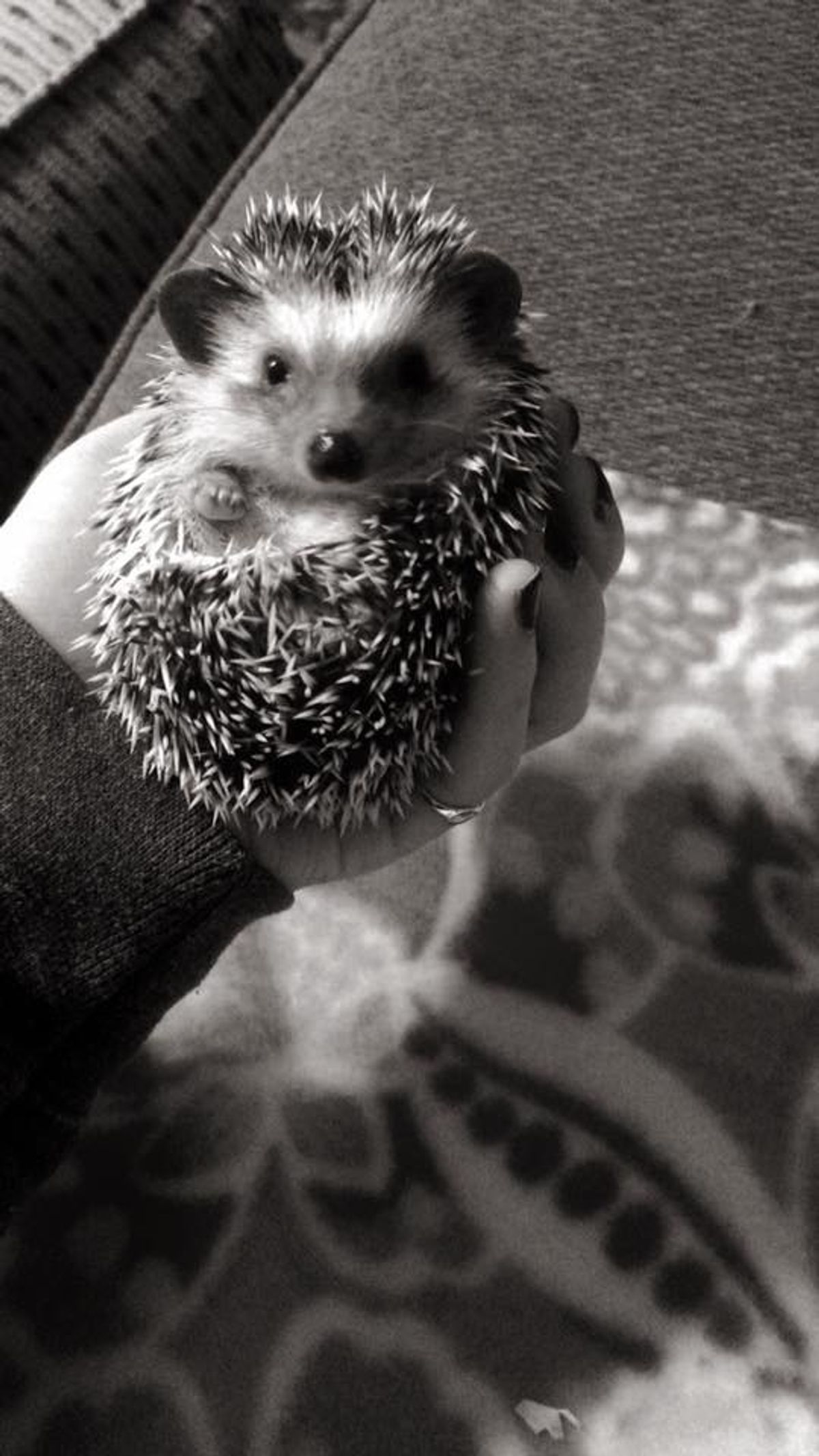 6 Things To Know Before Owning A Hedgehog