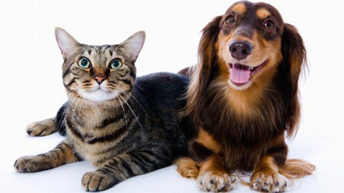 11 Things Dog And Cat Owners Can Relate To