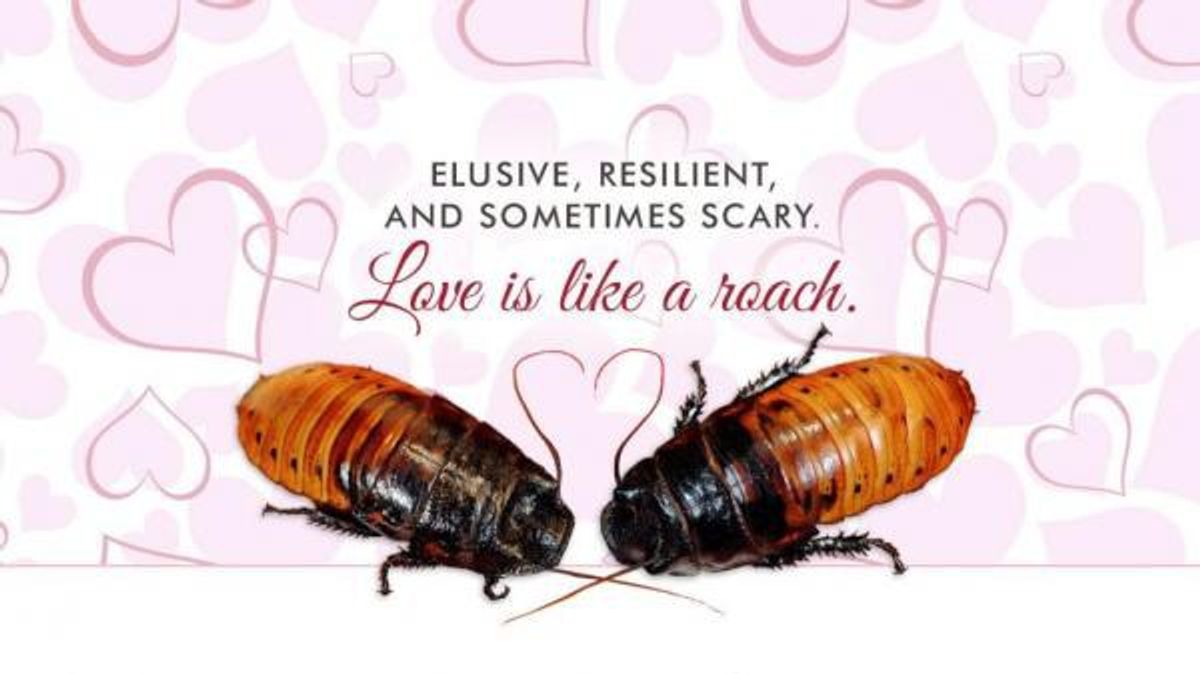 This Valentine's Day, Name A Roach After Your Lover