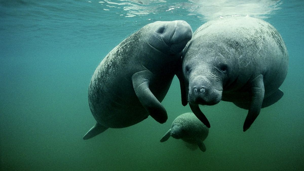 Manatees Make A Comeback