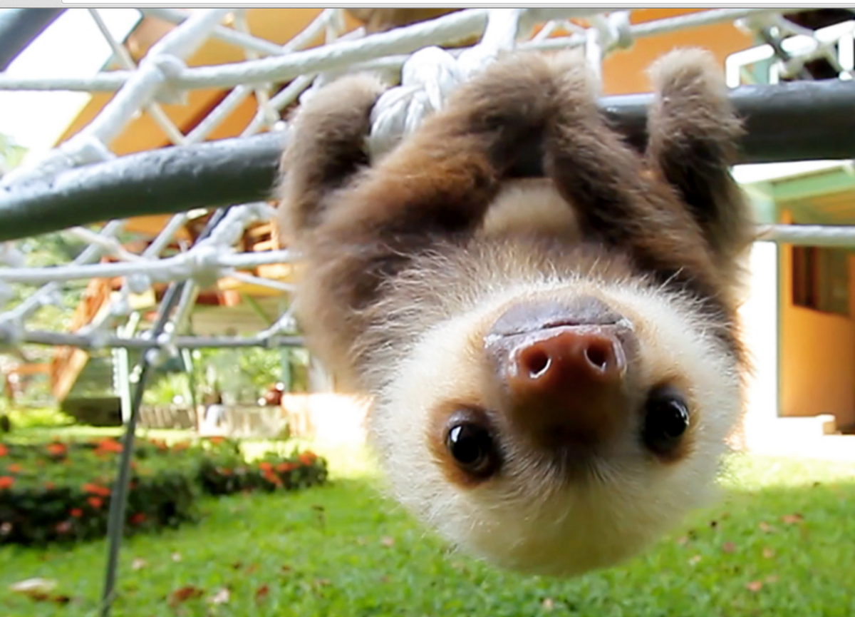 9 Reasons Why Sloths are Suddenly Everyone's Favorite Animal