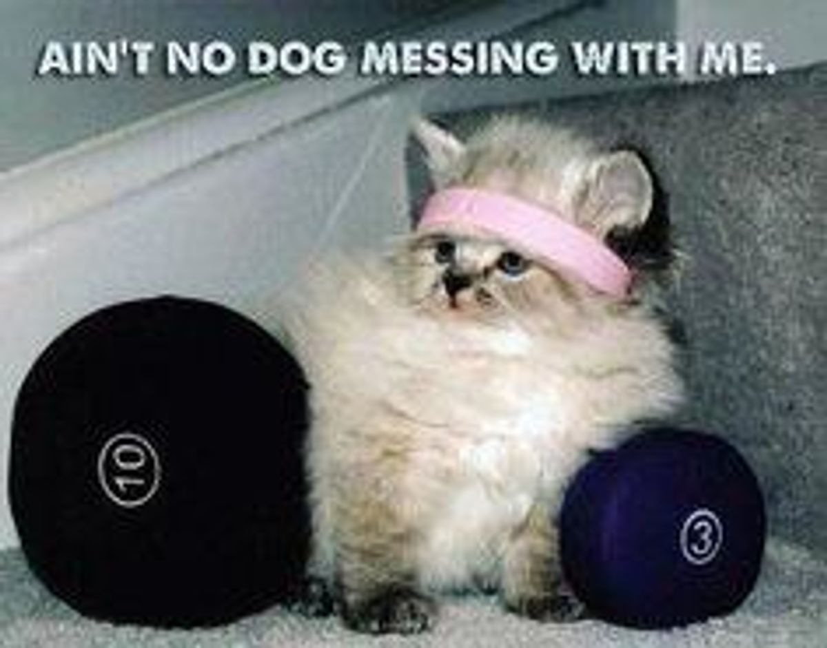 10 Stages of Working Out as Described by Cute Animals