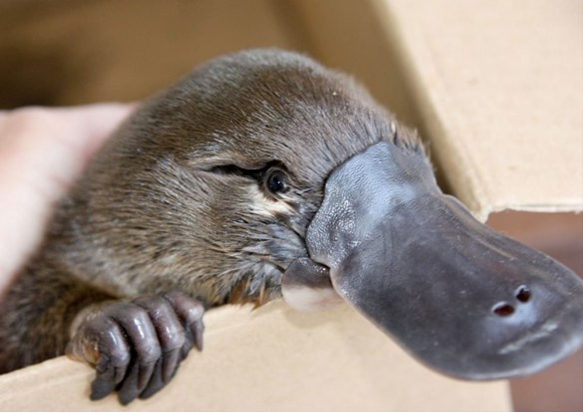 True Facts About The Platypus