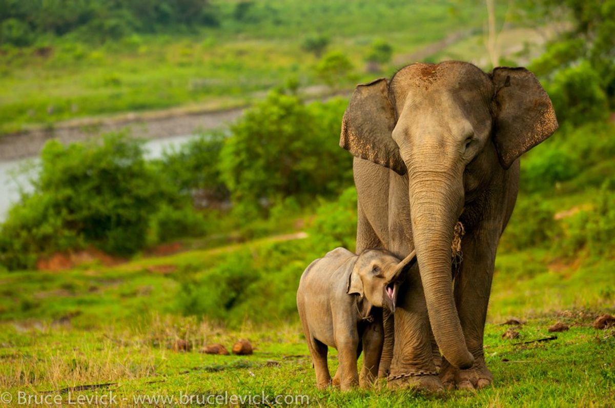 Saving The Sumatran Elephant From Extinction