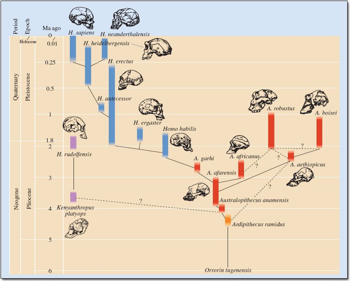 Humans: A Dead End On The Phylogenetic Tree?