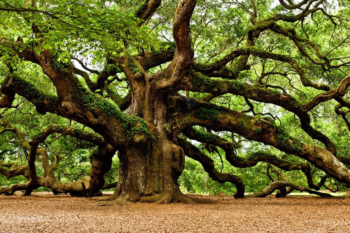 The Mighty Oak