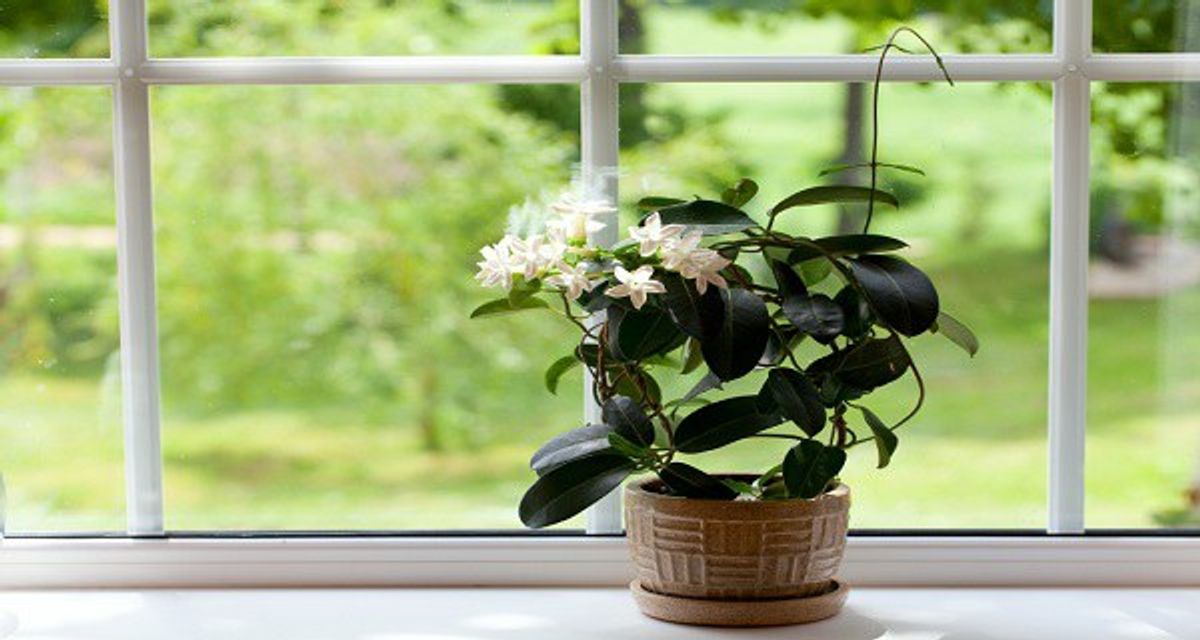 Why Every College Student Should Own A Plant