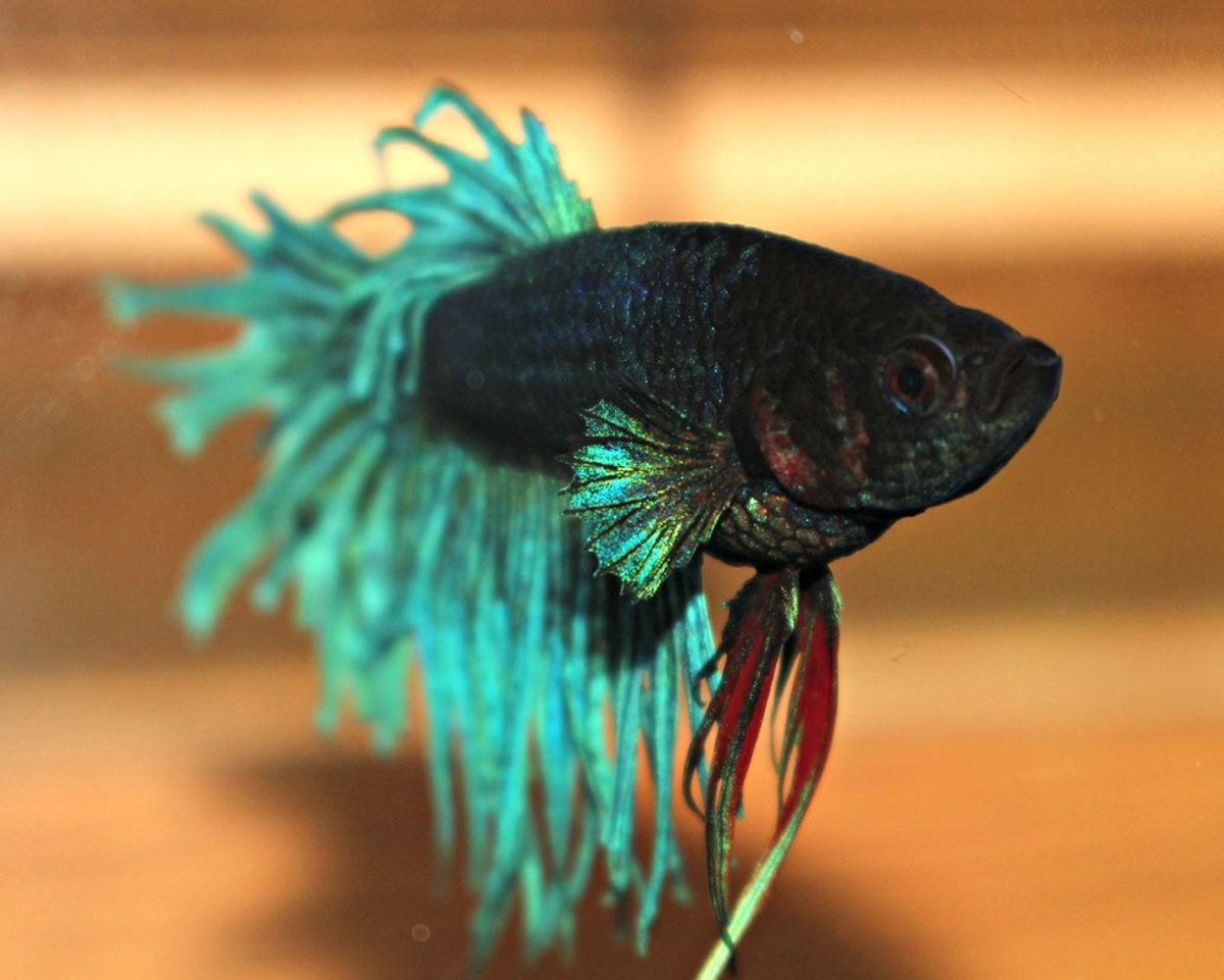 5 Reasons You Need A Betta Fish